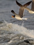 _MG_2099 Laughing Gull – sargassum fish.jpg