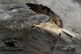 _MG_3073 Laughing Gull – sargassum fish.jpg