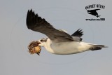 _MG_3110 Laughing Gull – sargassum fish.jpg