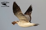 _MG_3112 Laughing Gull – sargassum fish.jpg