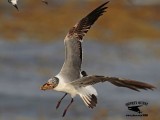 _MG_4083 Laughing Gull – sargassum fish.jpg
