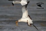 _MG_4143 Laughing Gull – sargassum fish.jpg