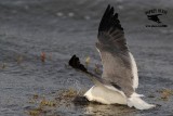 _MG_4186 Laughing Gull – sargassum fish.jpg
