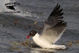 _MG_4187 Laughing Gull – sargassum fish.jpg