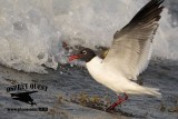 _MG_4188 Laughing Gull – sargassum fish.jpg