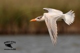 _MG_7158 Caspian Tern.jpg