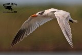 _MG_7178 Caspian Tern.jpg