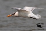 _MG_7257 Caspian Tern.jpg