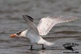 _MG_7270 Caspian Tern.jpg