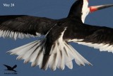 _MG_0261 Black Skimmer.jpg