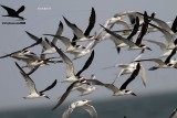 _MG_7144 Black Skimmer.jpg