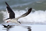 _MG_9855 Black Skimmer.jpg