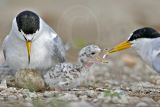 Special Project: Least Tern