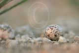 Least_Tern_2892_800.jpg