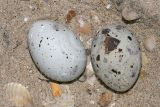 Least_Tern_4601 800.jpg