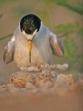 Least_Tern_3184_800.jpg