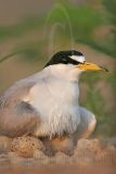 Least_Tern_3206_800.jpg