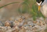 Least_Tern_3588_800.jpg