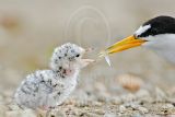 Least Tern: Chick's First Day