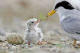 Least_Tern_5953_800.jpg