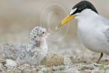 Least_Tern_6244_800.jpg
