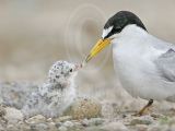 Least_Tern_6245_800.jpg