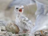 Least_Tern_6464_800.jpg