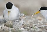 Least_Tern_6475_800.jpg