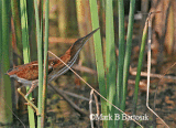 Least_Bittern_Animated_image.gif