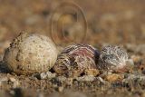 Least_Tern_6983_800.jpg