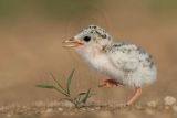 Least Tern: Chick on the run