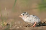 Least_Tern_0246_800.jpg