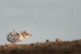 Least_Tern_4646_800.jpg