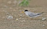 Least_Tern_4848_800.jpg