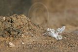 Least_Tern_6130_800.jpg