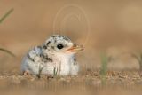 Least Tern: Chicks Portraits