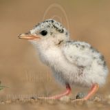 Least_Tern_0224_800.jpg