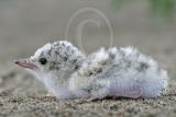 Least_Tern_2313_800.jpg