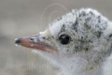 Least_Tern_2333_800.jpg