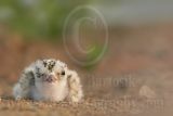 Least_Tern_4599_800.jpg
