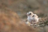 Least_Tern_4703_800.jpg