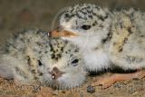 Least_Tern_4904_800.jpg