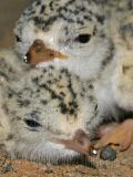 Least_Tern_4907_800.jpg