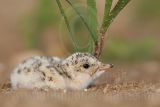 Least_Tern_5410_800.jpg