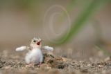 Least_Tern_9424_800.jpg