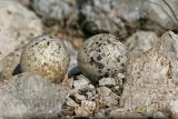 Least_Tern_8428_800.jpg