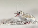 Least_Tern_1852_800.jpg