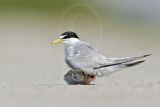 Least_Tern_1917_800.jpg