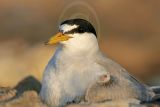 Least_Tern_6994_800.jpg