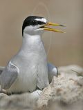 Least_Tern_8948_800.jpg